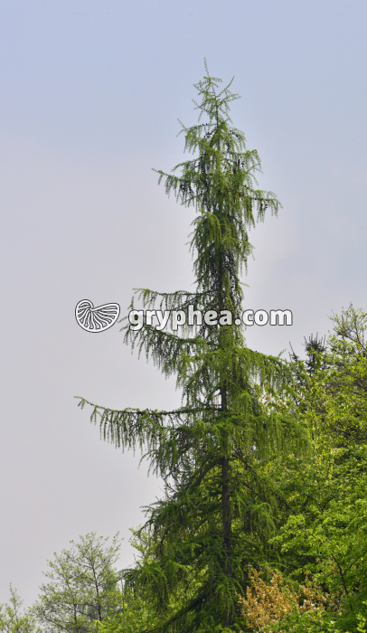 Mélèze d'Europe (Larix decidua) - gryphea.com